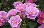 Lucky rose photo