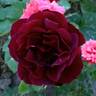 Black Garnet rose photo