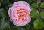 Pearl of St. Luke’s rose photo