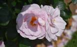 Oxford Physic Rose rose photo