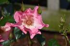Summer Wine rose photo
