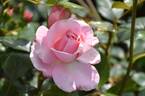 Pearl of St. Luke’s rose photo