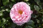 Pearl of St. Luke’s rose photo