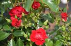 Flower Carpet Cherry rose photo