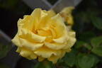 Freedom ® rose photo
