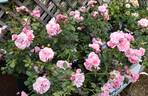 Bonica ® rose photo