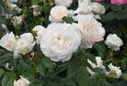 Macmillan Nurse rose photo