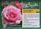 Horatio Nelson rose photo