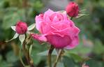 Horatio Nelson rose photo