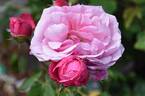 Horatio Nelson rose photo