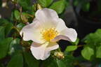 Sally Holmes rose photo