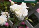 Rachel's Joy rose photo