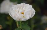 Alba Maxima rose photo