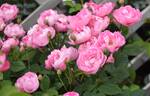 Macrantha Raubritter rose photo