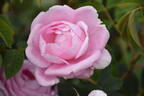 Königin von Dänemark rose photo
