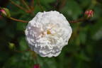 White Pet rose photo