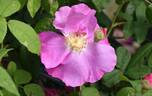 Rosa gallica 'Officinalis' rose photo