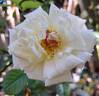 Anggun rose photo