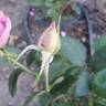 Moonlight Magic rose photo