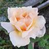 Medallion ® rose photo