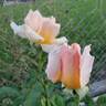 Medallion ® rose photo