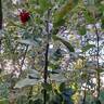Hameau Duboeuf rose photo