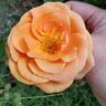 Double Easy Orange rose photo