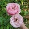 Scentuous ™ rose photo