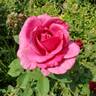 Miranda Lambert ™ rose photo