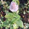 Eve de Rothschild rose photo