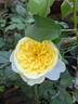The Poet's Wife ™ rose photo