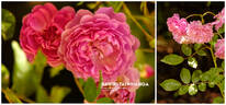 Rawiri Taiwhanga rose photo
