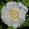 Fushakin peony photo