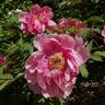 Hozan 寶山 peony photo