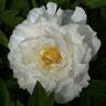 Suisho-Haku 水晶 はく peony photo