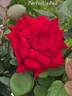 Perfectly Red ™ rose photo