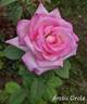 Arctic Circle rose photo