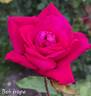 Bob Hope rose photo