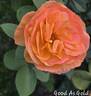 Good as Gold rose photo
