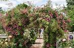 Minnehaha rose photo