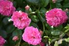 Minnehaha rose photo