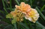 Westerland rose photo