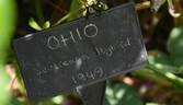 Ohio rose photo