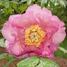 Harlequin peony photo