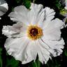 <i>P. ostii</i> T. Hong peony photo