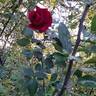 Hameau Duboeuf rose photo