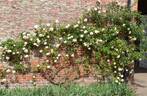 Breeze Hill rose photo