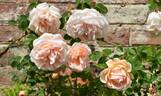 Breeze Hill rose photo