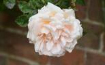 Breeze Hill rose photo