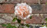 Breeze Hill rose photo